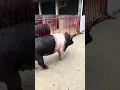 Wendt Livestock - HH Showcase 5-4 H