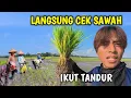 Download Lagu PULANG DARI JEPANG LANGSUNG GAS CEK SAWAH HASIL NGULI DI JEPANG