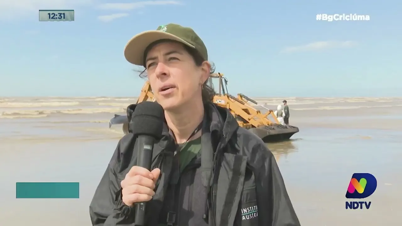 Médicos veterinários realizam eutanásia em baleia encalhada em Balneário Esplanada