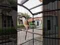 isian sirtu, pancingan cendet gacor isian sirtu suara kasar