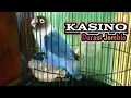 Download Lagu Lovebird KASINO Fighter Durasi 1 Menit l Lovebird ngekek panjang Paruh Putih