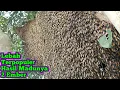 Download Lagu Akhirnya Dapat Lagi 1 Sarang 32KG Madunya #bee #honey #panenmaduhutan #trending #lebah #hutan #alam 