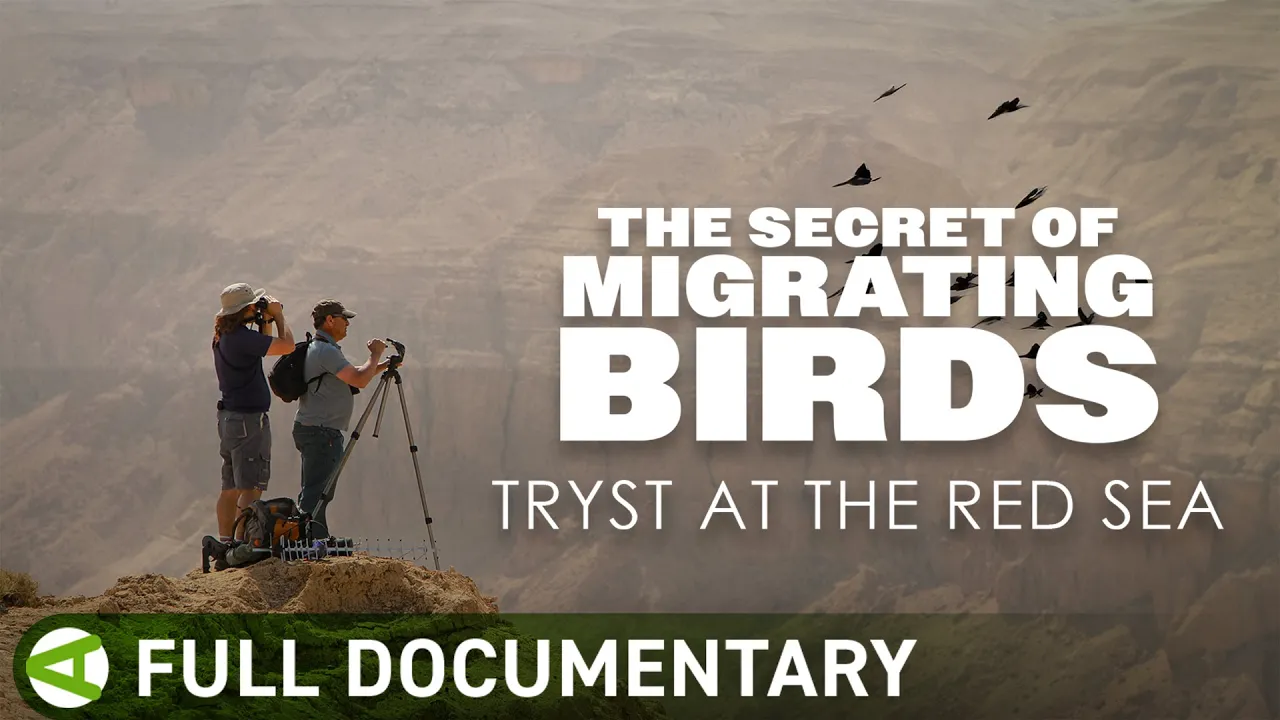 The Secret of Migrating Birds - Tryst at the Red Sea Autentiv Natue