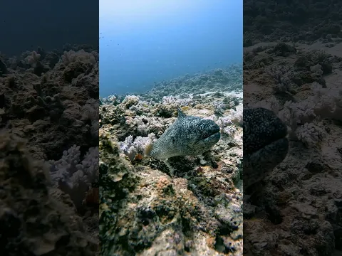 Yellow Mouth Moray Eel