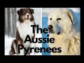 Meet The Endearing Great Pyrenees Australian Shepherd Mix