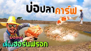 มือใหม่ เลี้ยงกบฮอนร์นฟรอก  Basics of raising hornfrogs.