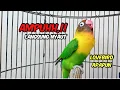 Lagu Lovebird GACOR Ngekek Panjang MANTAB Buat Pancingan, PUTAR SAJA Lovebird Macet Bisu PASTI NYAUT