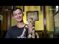 Download Lagu Mengenal Kucing Bengal yang Mempunyai Karakter Aktif - IPOP