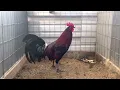 Penny hatch s Gene batia