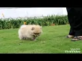 Download Lagu dijual anjing superminipom bulu glamour