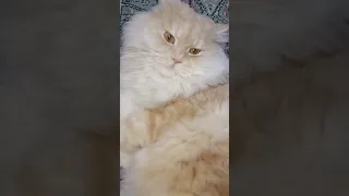 قط كيوت Dancehall Remix Dance Cats قطط Music اقنباسات اكسبلور Cat Newmusic 