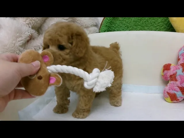 動画