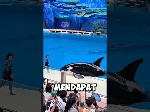 ORCA INI BARU MAU KEMBALI SETELAH DISOGOK MAKANAN! 😂 #shortvideo