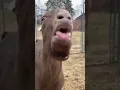 Download Lagu Funny goat video