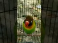 Download Lagu lovebird jantan birahi bunyi