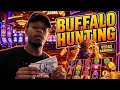 I Went Buffalo Hunting At The Casino