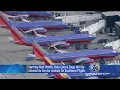 New Policy Only Cats Dogs Allowed As Service Animals On Southwest Flights