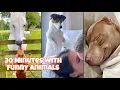 Video Lucu 30 Menit tentang Kucing dan Anjing yang Akan Mencerahkan Hari Anda | Cobalah untuk Tid...