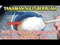 Semua Jenis Tanaman Cepat Berbuah Lebat Hanya Dalam Hitungan Hari Saja 