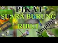 Download Lagu SUARA BURUNG RIBUT PART #01 ||the sound of a bird of prey is very powerful 2020
