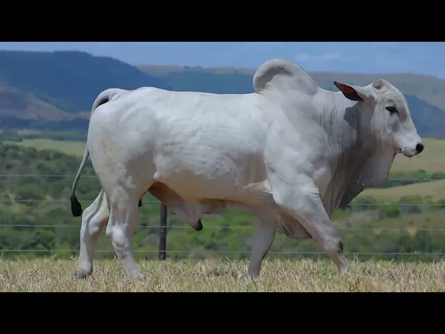 Touro Nelore SABZ - 54