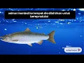 Download Lagu Ruaya ikan salmon