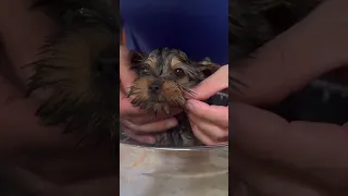 Day 1 Raising A Caribbean Puppy On A Sailboat 🐶⛵️Follow Sailing Bye Felicia For Sailing Adventures