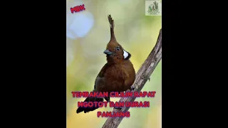 masteran cililin paling rapat dan ngerol panjang