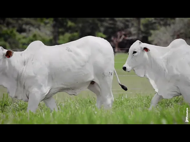 Novilha Nelore AFOM - 5298