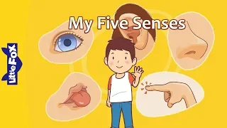 My Five Senses Science Body Little Fox Bedtime Stories 