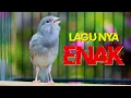 KENARI GACOR PANJANG, TERAPI KENARI PAUD CEPAT BUNYI GACOR
