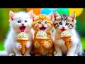 Download Lagu ANAK KUCING MEONG MEONG || DRAMA KUCING GELUD || LAGU KUCING MEONG MEONG #kucing #cat #kitten 