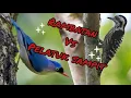 Download Lagu Masteran Kombinasi Rambatan vs Pelatuk Sampit | suara jernih |