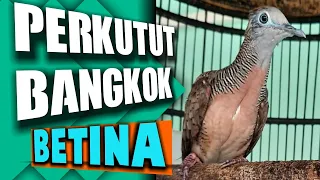 Download Pancingan perkutut bangkok betina,cocok untuk perkutut malas bunyi MP3