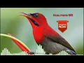 Download Lagu suara pikat burung sepah raja ampuh terbaru