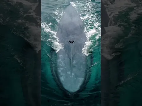 A puffy Blue Whale with only natural sounds! (No music)