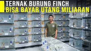 Download Usaha Bangkrut Dengan Utang Miliaran Bisa Lunas Berkat Burung Finch MP3