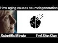 Understanding the effects of aging on the cells in our body Scientific minute
