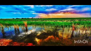 عش    ة صغيرة  البلابل دندنها