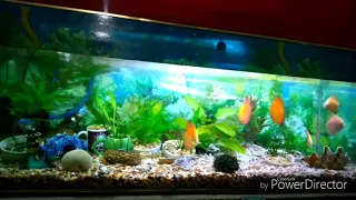 A discus day