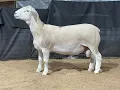 4568 Ram Lamb Online at Tays Realty Auction LLC