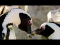 Download Best of Penguins | Top 5 | BBC Earth mp4 3gp mp3 videos - waplic