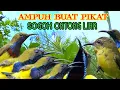 Download Lagu Suara Sogon Liar Ribut Ampuh Buat Pikat