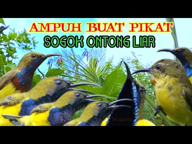 Download MP3 Suara Sogon Liar Ribut Ampuh Buat Pikat