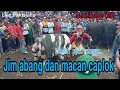 Tari macan caplok dan jim abang seni barong campursari MunculBudoyo (MB) || live PakisJalio.