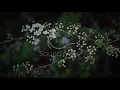 [Melodic House] Marsh & Wassu - Amor