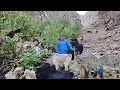 Download Lagu Ongezien Iran: het echte nomadische leven in het Zagrosgebergte (op zoek naar wilde eik en tijm)