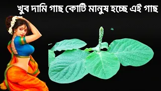 ৯০ বছরেও জওয়ান থাকবেন?বিনা পয়সার গাছ একটি ,খুব উপকারি গাছ