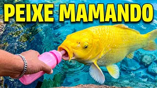 NOSSO PEIXE DOMESTICADO QUE MAMA NA MAMADEIRA / CARPA OGOM!