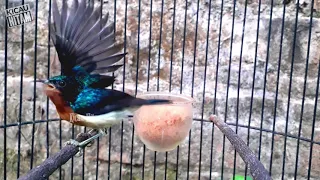 kolida gacor pas buat pancingan atau pikat